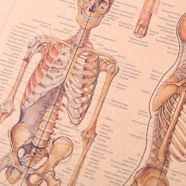 The Skeleton of The Body Structure Nervous System Poster (42x29cm) Gothtopia https://gothtopia.com