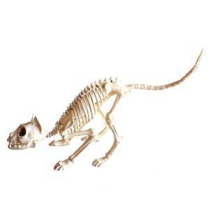 Skeleton Cat 100% Plastic Animal Skeleton Bones for Scary Decoration Gothtopia https://gothtopia.com